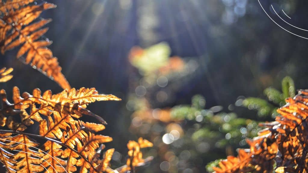 Prayers for October - picture of autumn leaves with sun rays in background (6)