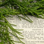 Advent Bible Reading Plan - (8) Bible open to Christmas story with Christmas greenery nearby