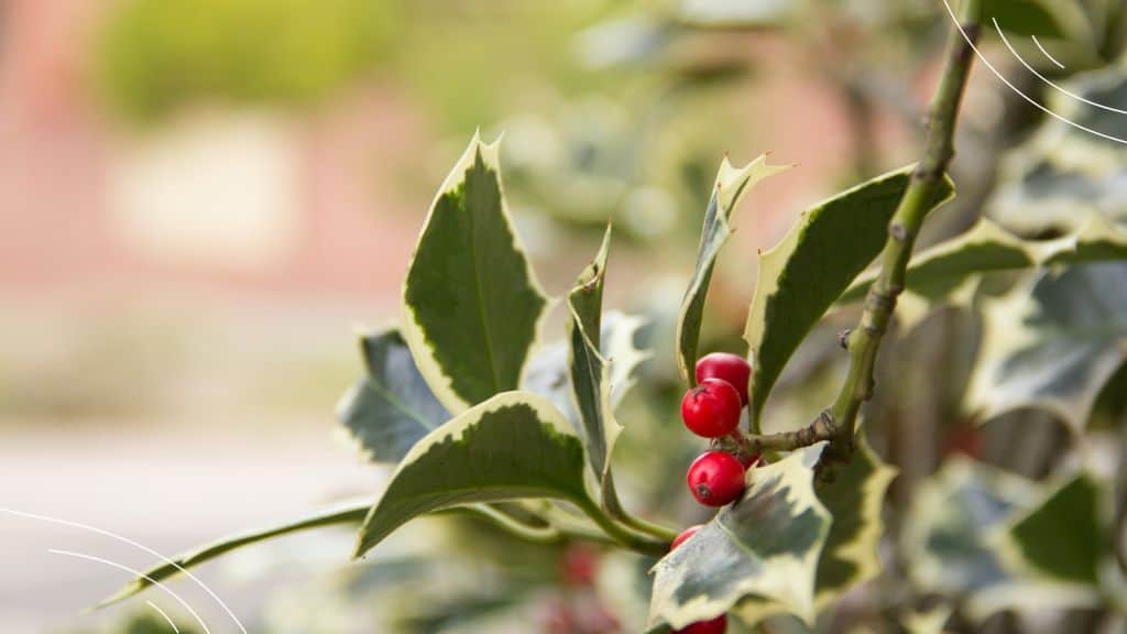 Prayers for December (6) winter berries closeup